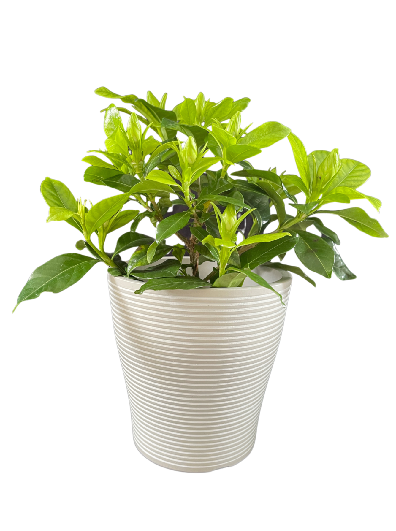 Gardenia Indoor Plant