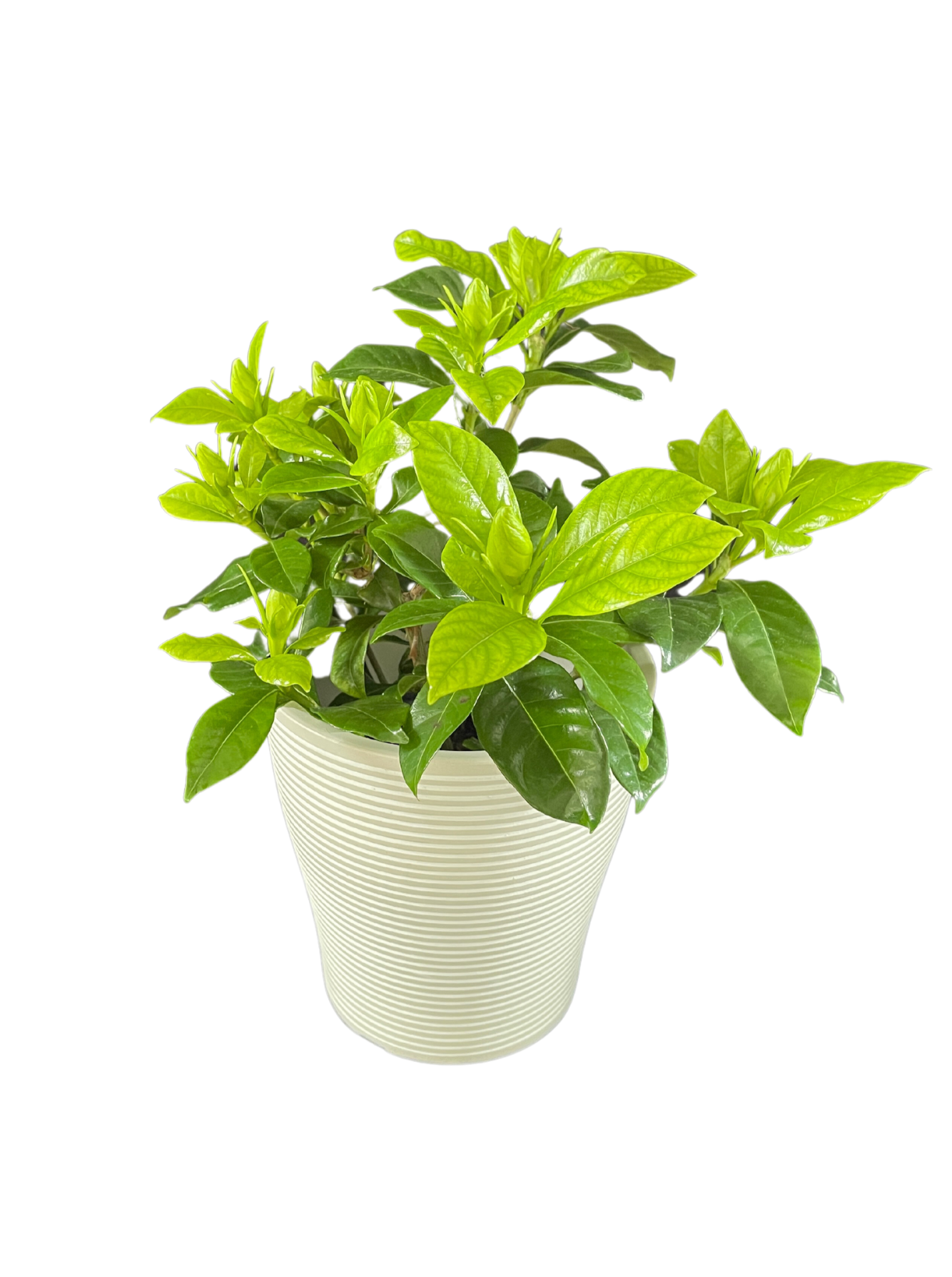 Gardenia Indoor Plant