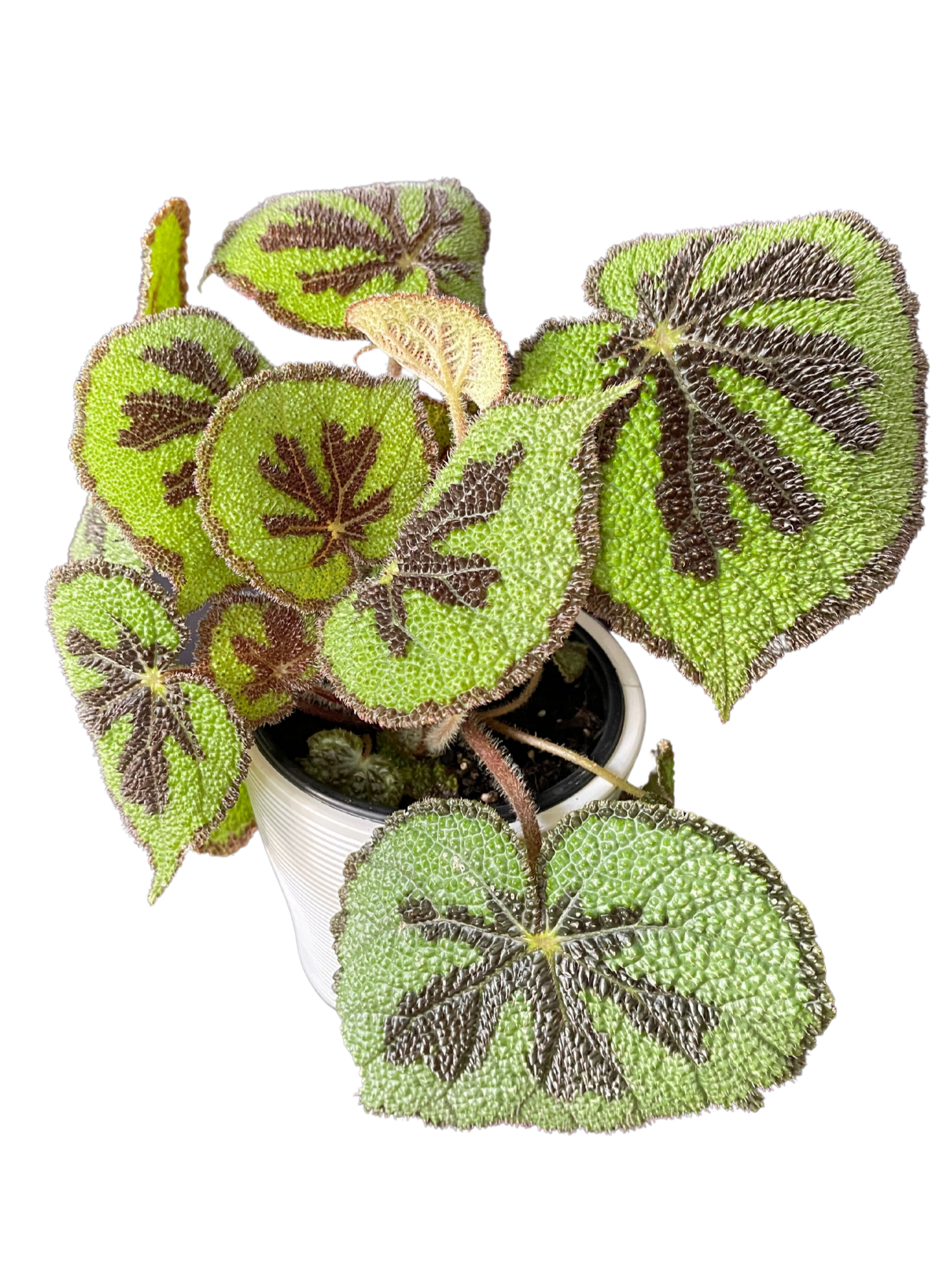 Begonia Mosoniana Mountain