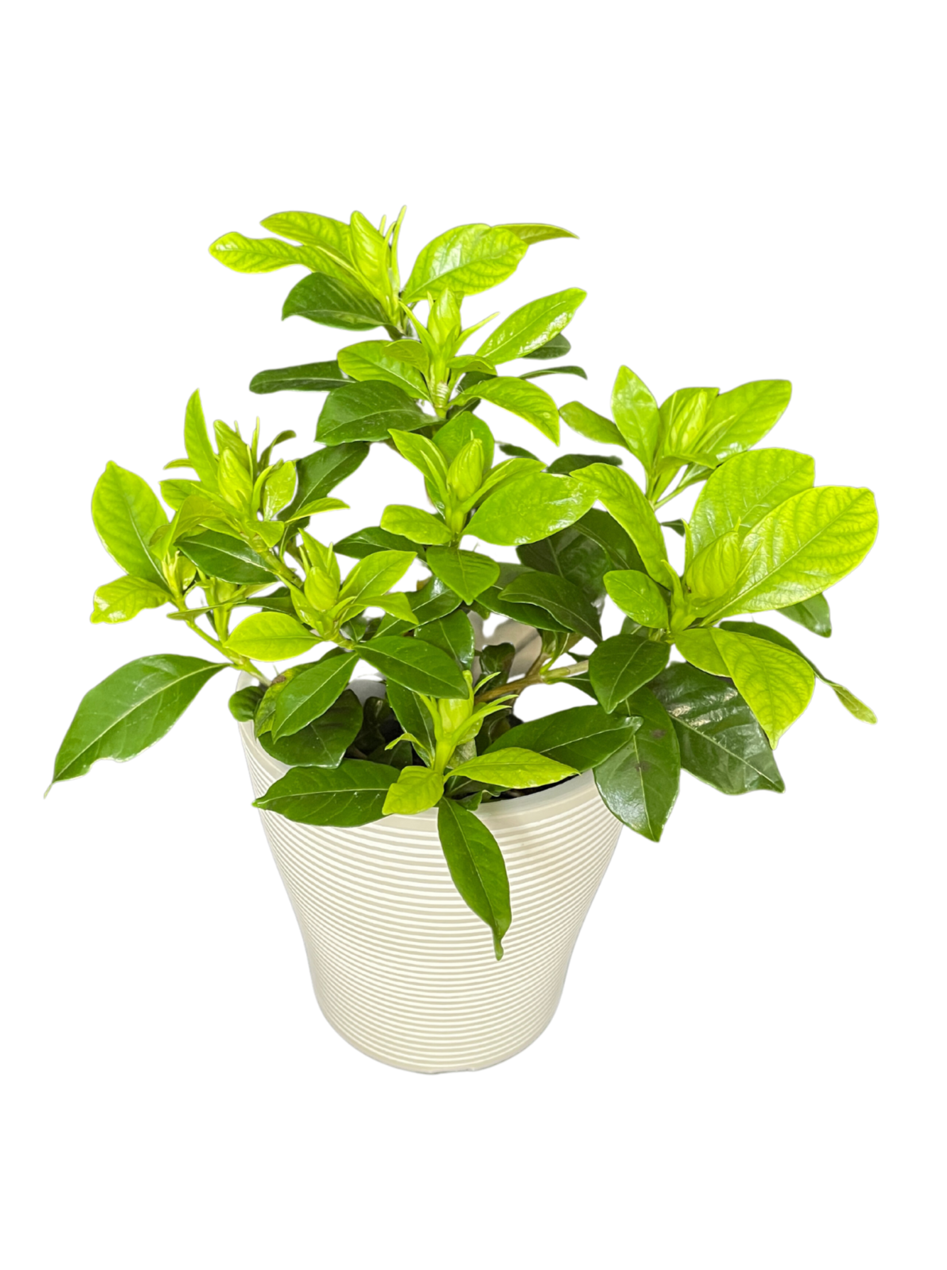 Gardenia Indoor Plant