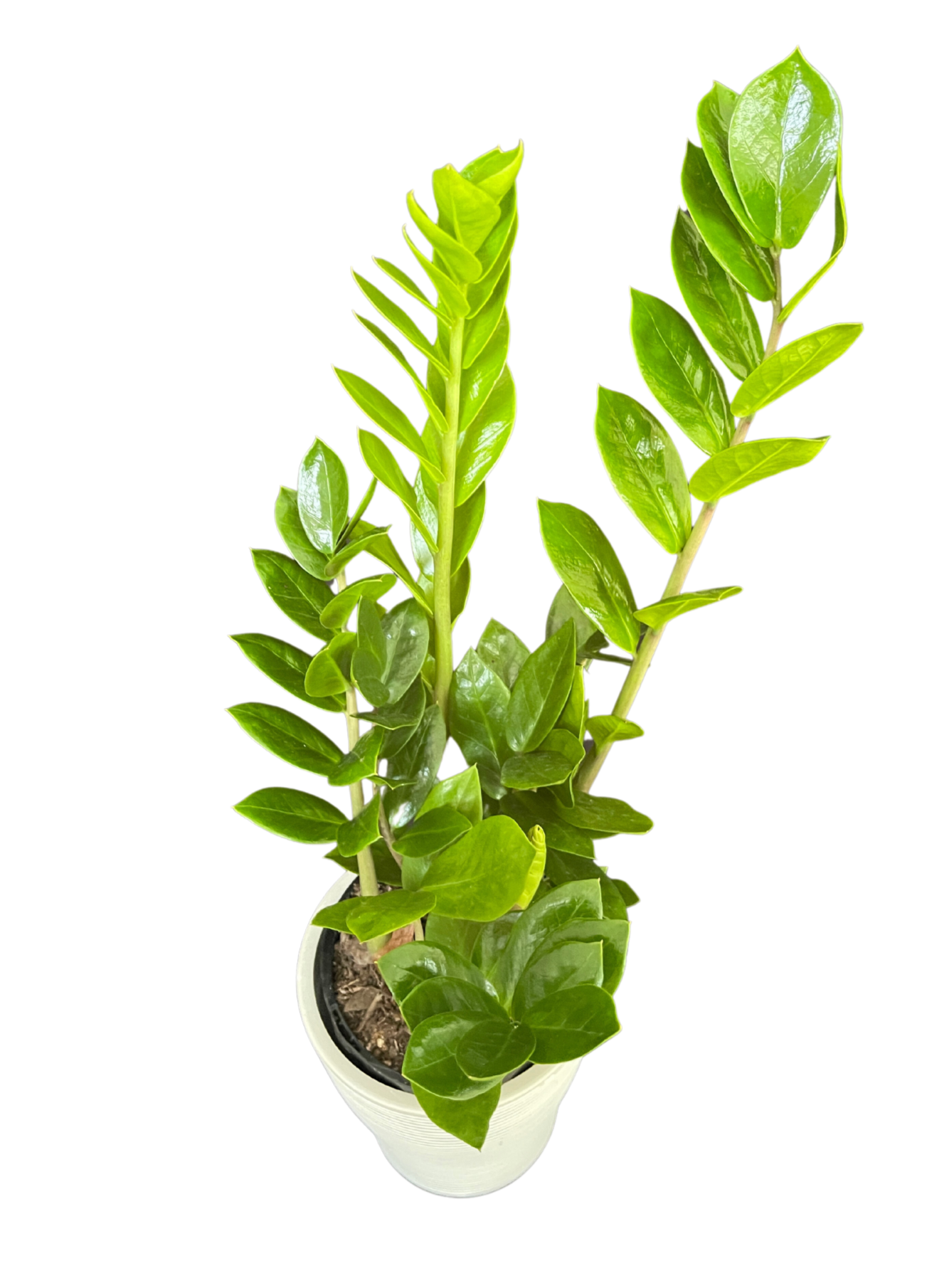 ZZ Plant (Zamioculcas Green)