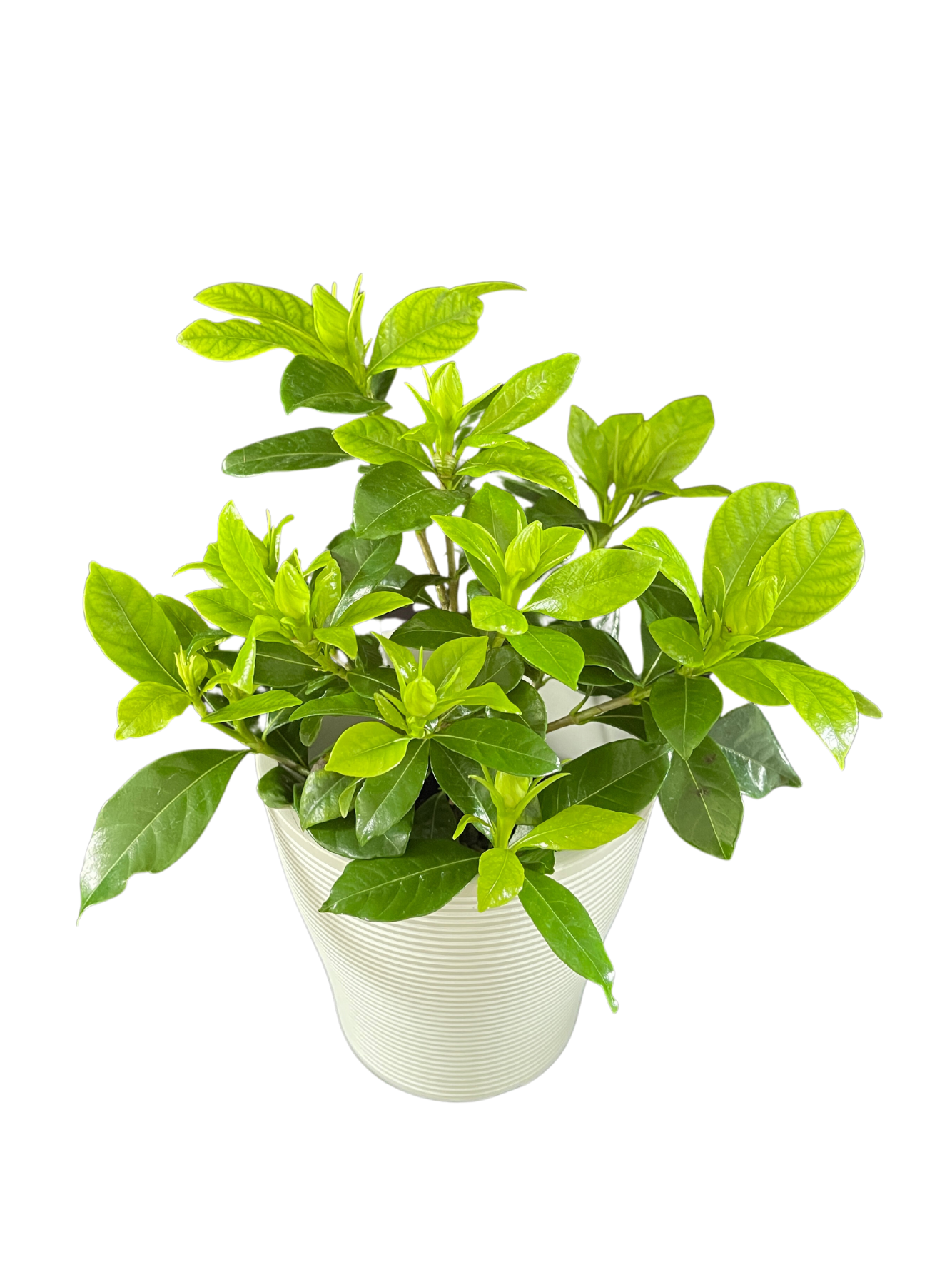 Gardenia Indoor Plant