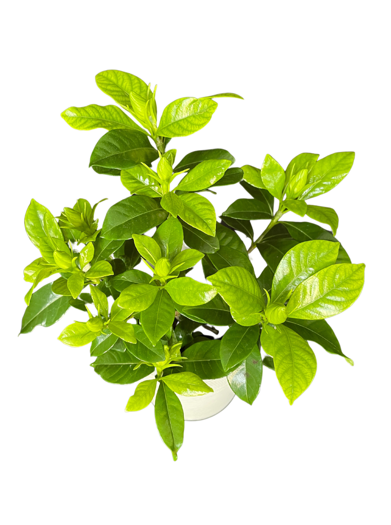 Gardenia Indoor Plant