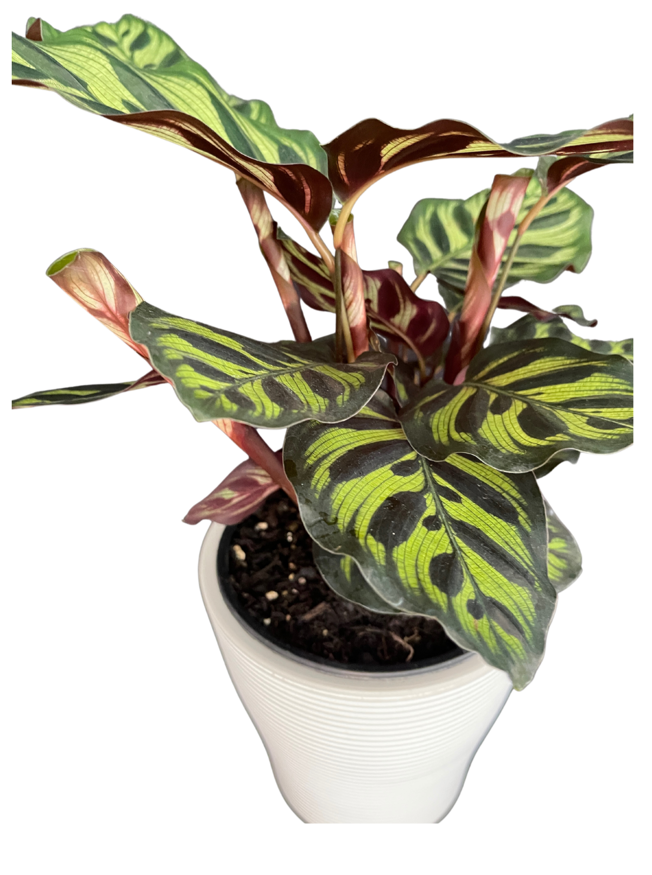 Calathea Makoyana