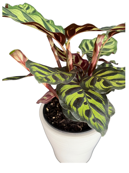 Calathea Makoyana