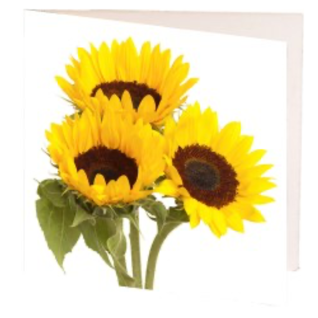 Sunflowers Gift Card