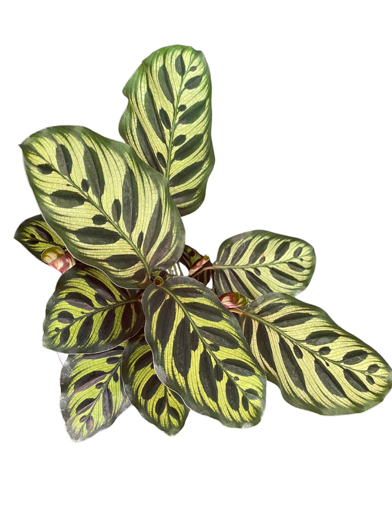 Calathea Makoyana