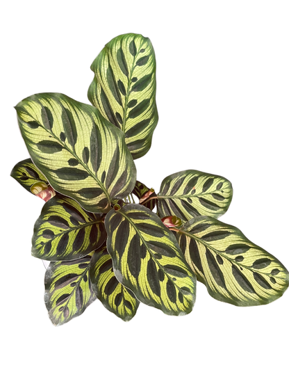 Calathea Makoyana