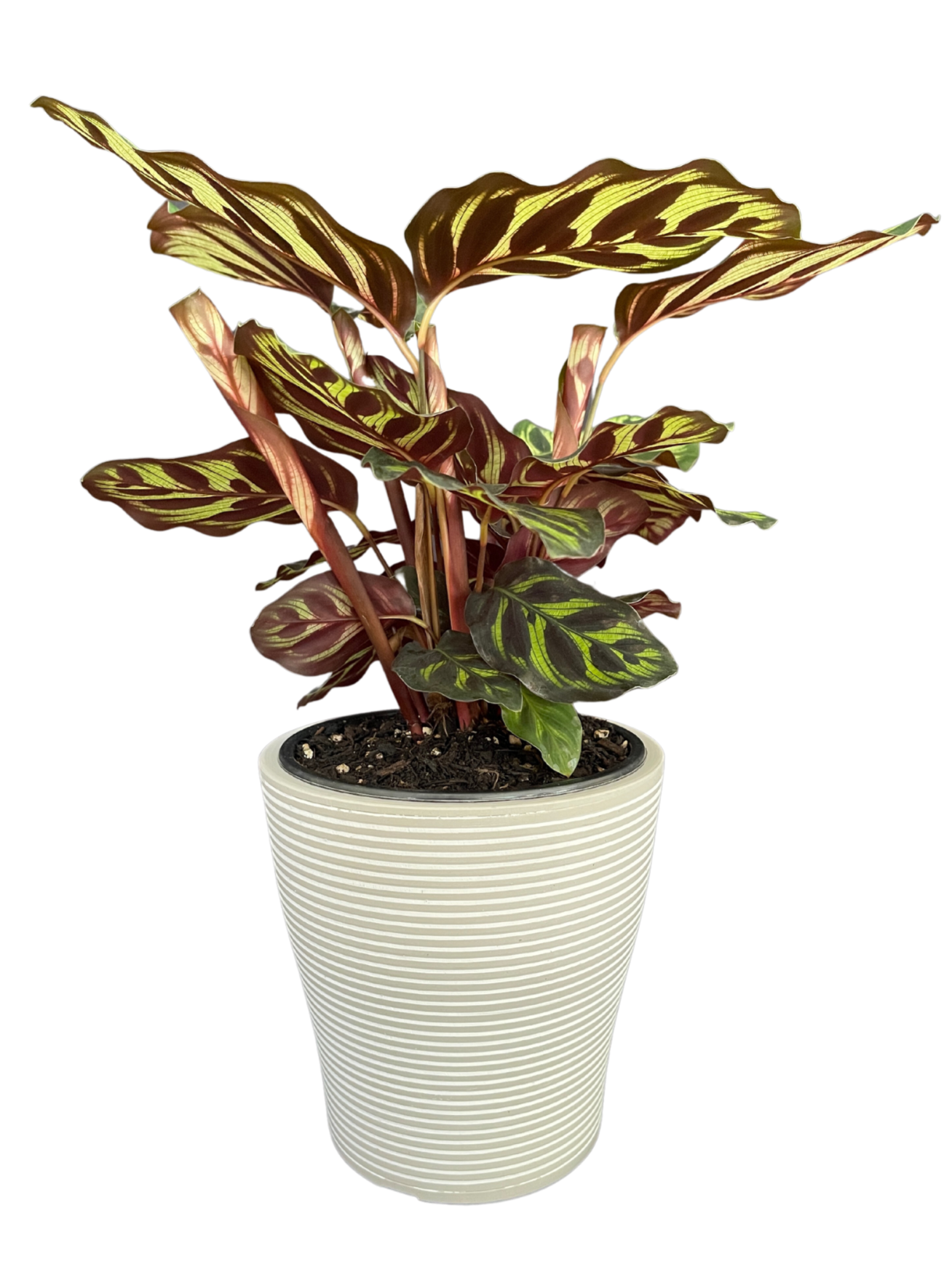 Calathea Makoyana