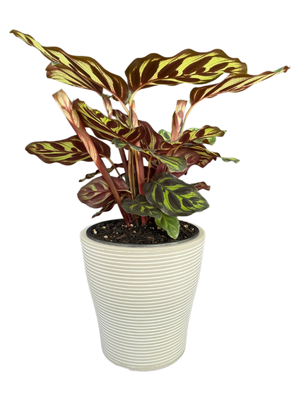 Calathea Makoyana