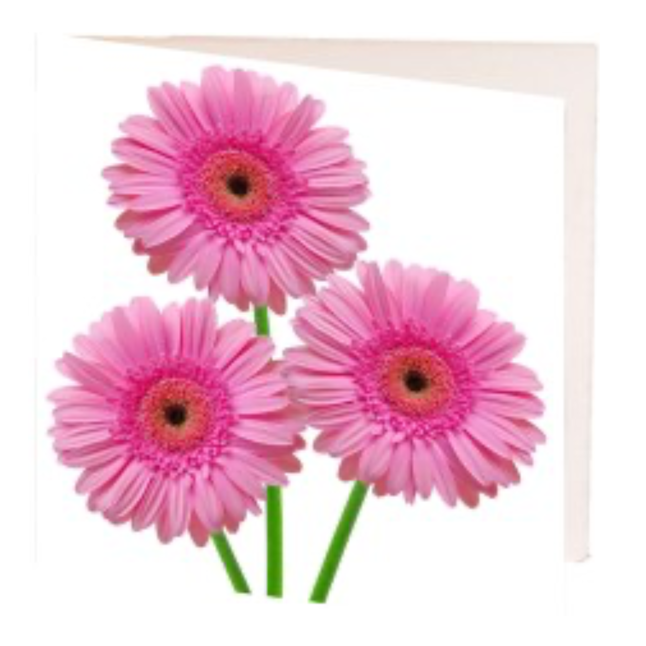Pink Gerberas Gift Card