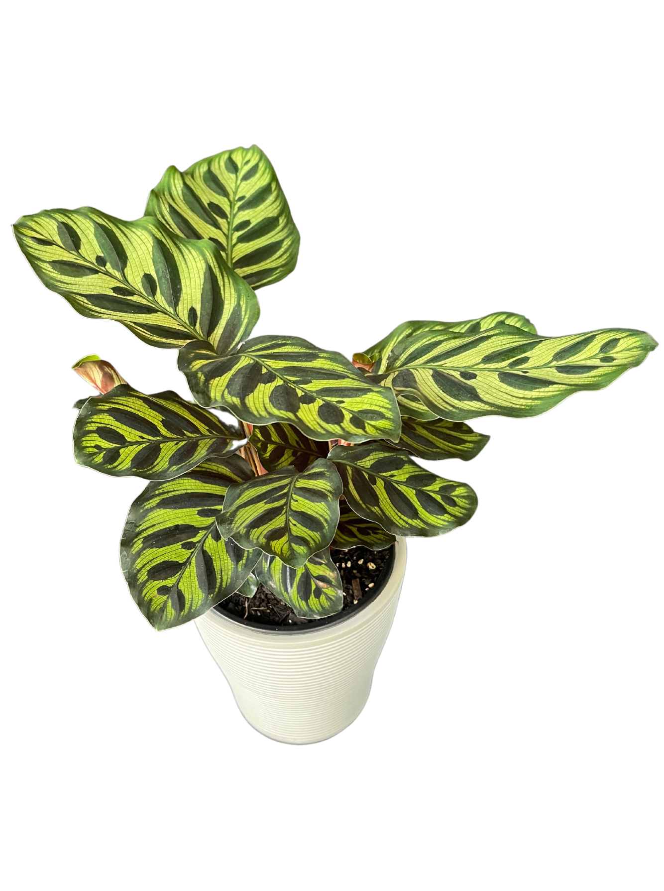 Calathea Makoyana